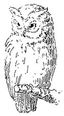 Image of an owl
